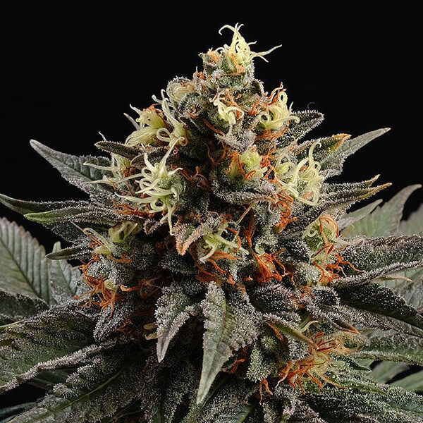 Sativa Dream feminizada de Kannabia Seeds