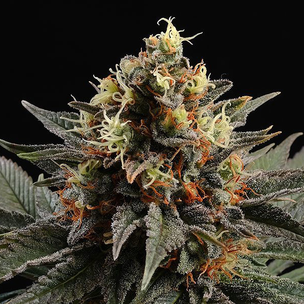 Sativa Dream feminizada de Kannabia Seeds