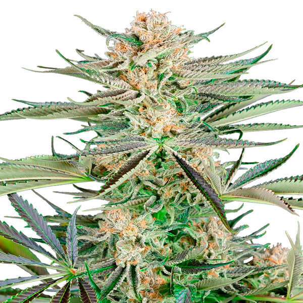 Screwdriver OG feminizada de Sensi Seeds Research