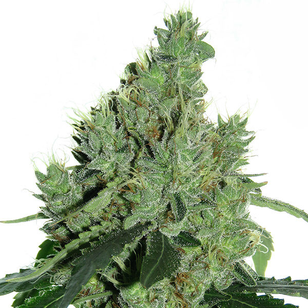Senmbelek Cookie feminizada de French Touch Seeds