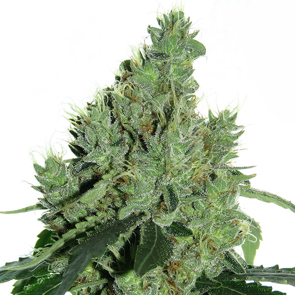 Senmbelek Cookie feminizada de French Touch Seeds