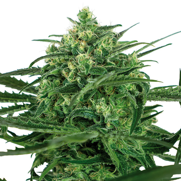 Sensi Amnesia feminizada de Sensi Seeds