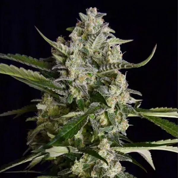 Seriosa feminizada de Serious Seeds