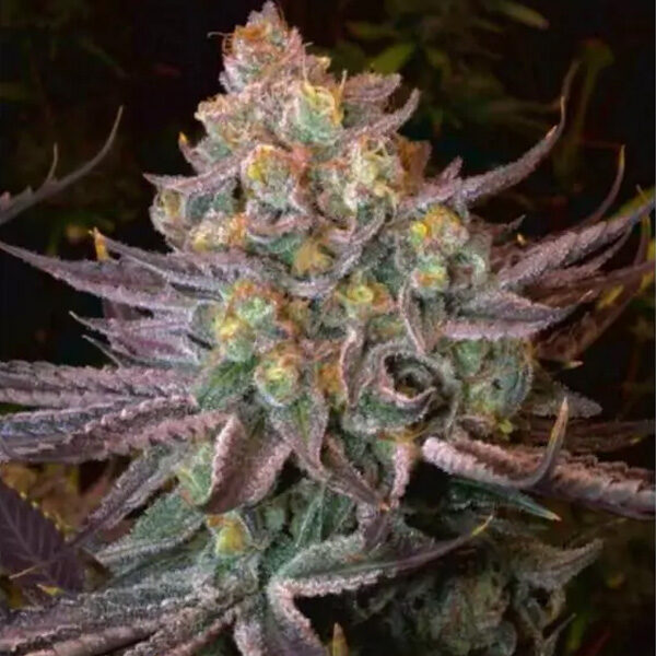 Seriotica feminizada de Serious Seeds