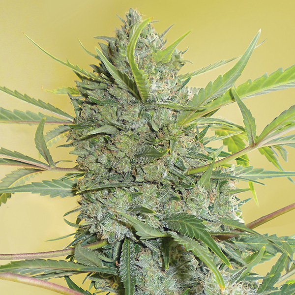 Serious Happines feminizada de Serious Seeds