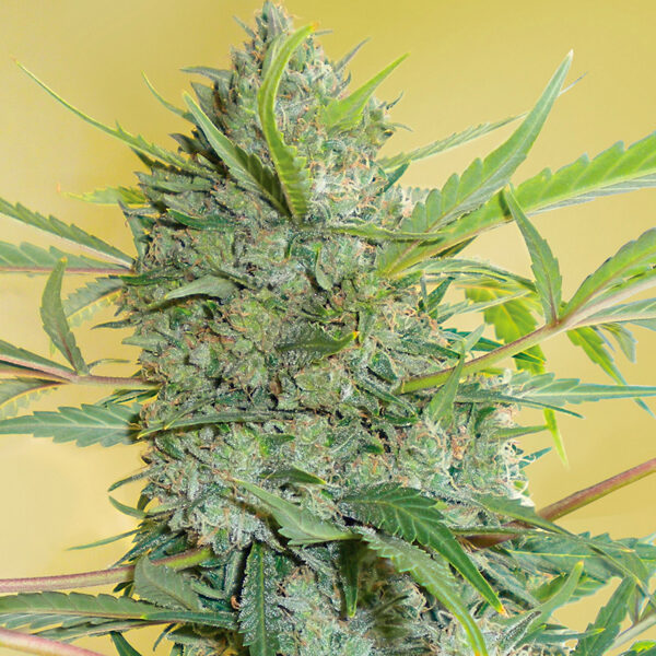 Serious Happiness regular de Serious Seeds