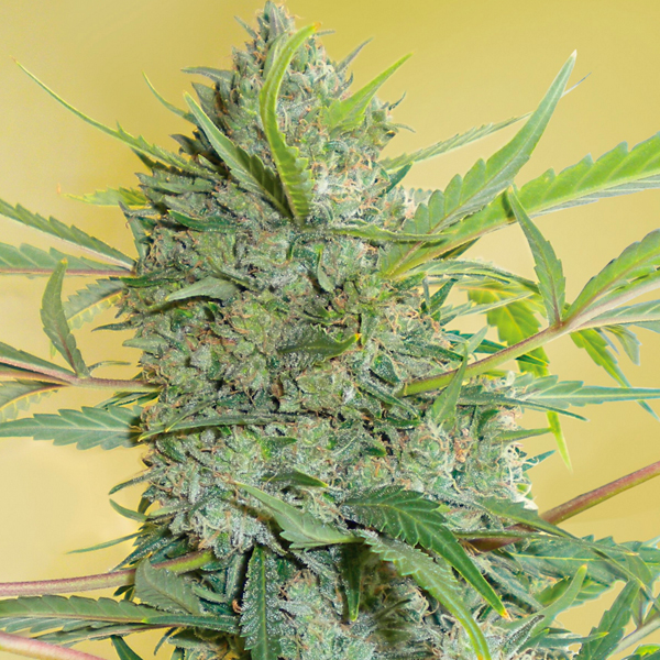 Serious Happiness regular de Serious Seeds