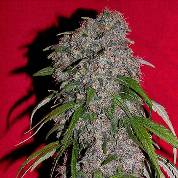 Sexbud feminizada de Female Seeds