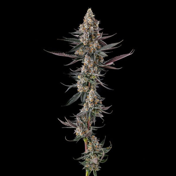 Shake Back : Apples & Bananas X Black Amber feminizada de Compound Genetics