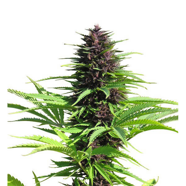 Shaman regular de Dutch Passion