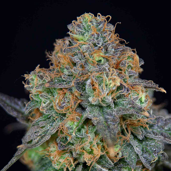 Sherbdog feminizada de Grateful Seeds