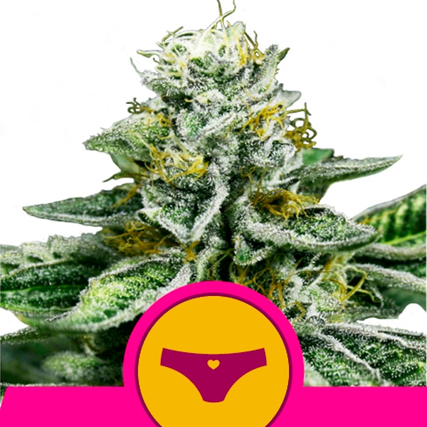 Sherbet Queen feminizada de Royal Queen