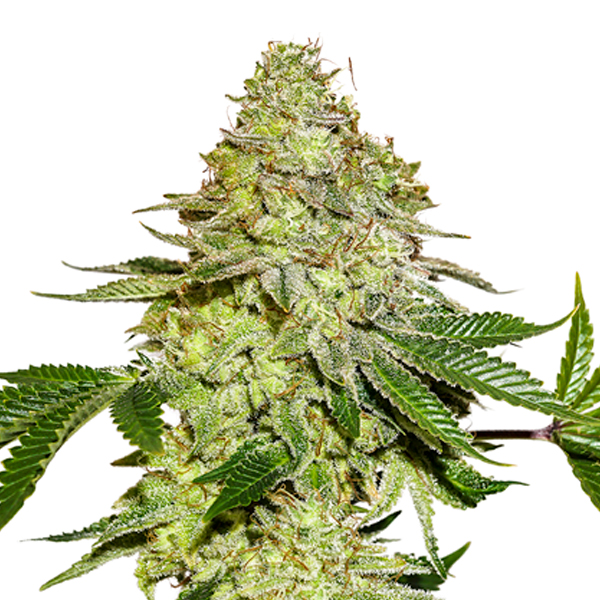 Sherbet feminizada de Seedstockers