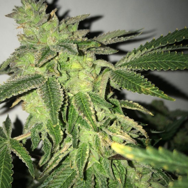 Shilo Z feminizada de T.h. Seeds