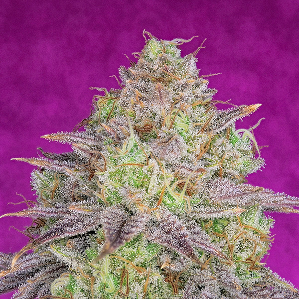 Shiskaberry feminizada de Pure Instinto