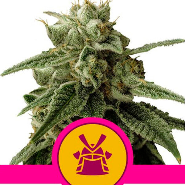 Shogun feminizada de Royal Queen