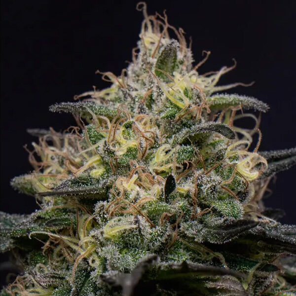 Silly Hills Triploid feminizada de Triploid Genetics