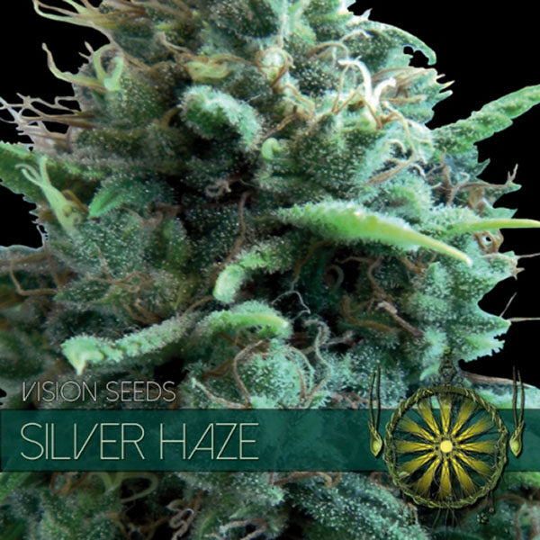 Silver Haze feminizada de Vision Seeds
