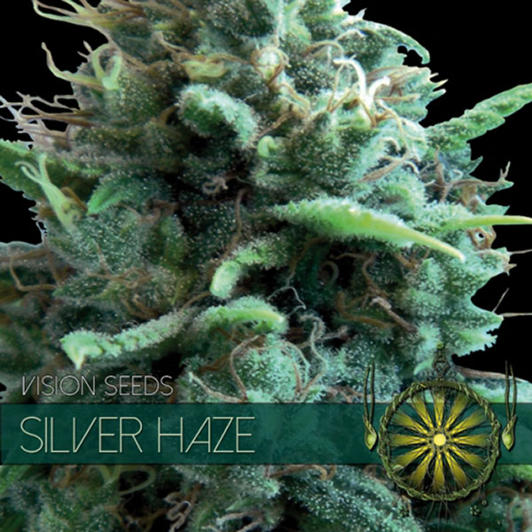 Silver Haze feminizada de Vision Seeds