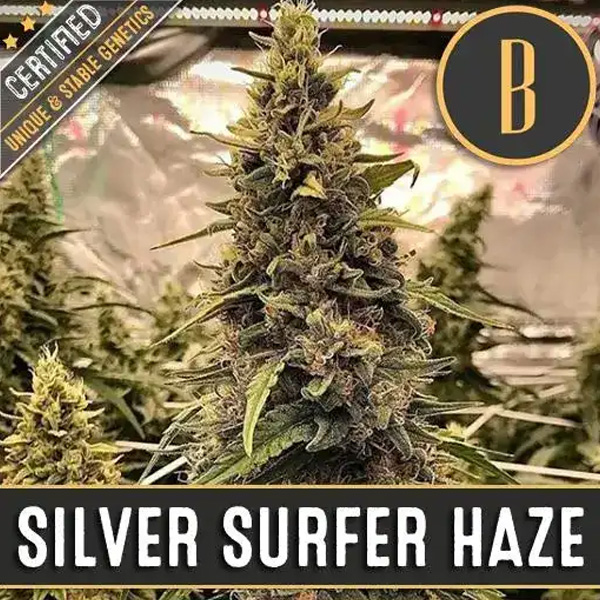 Silver Surfer Haze feminizada de Blimburn Seeds