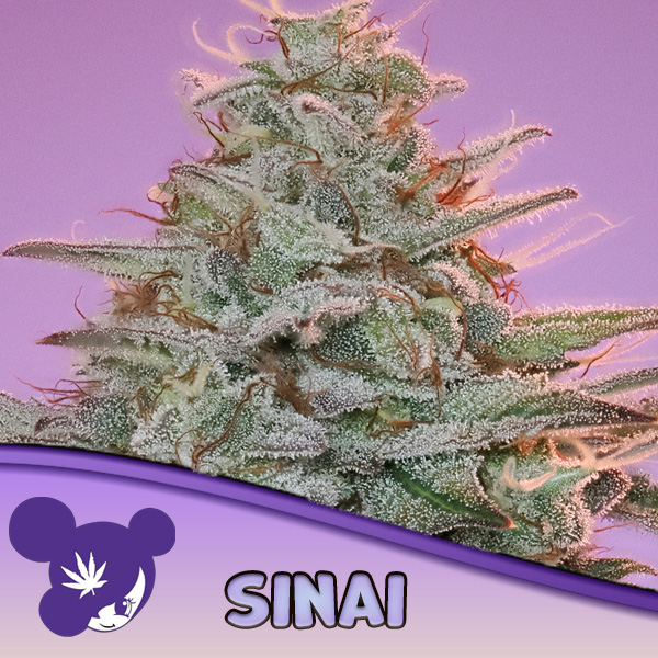 Sinai feminizada de Anesia Seeds
