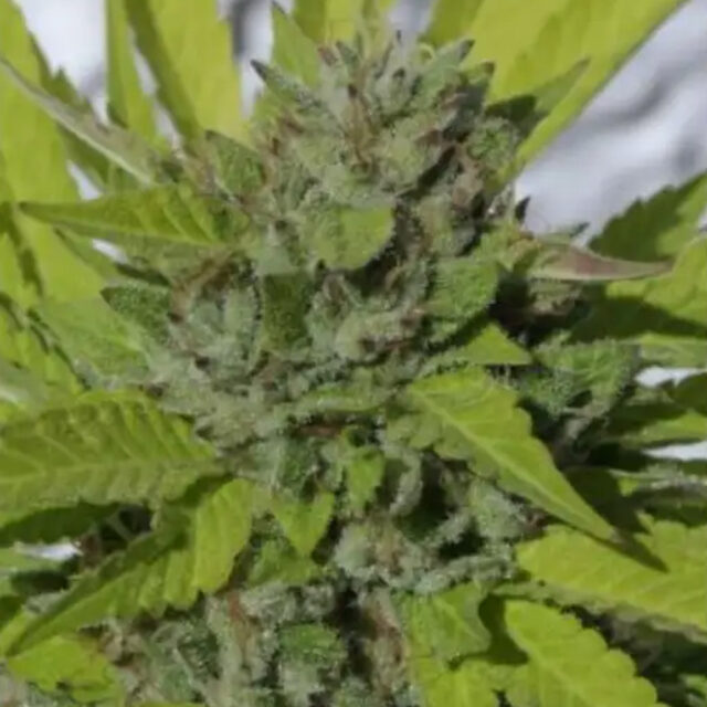 Sister Cookies feminizada de Mamiko Seeds