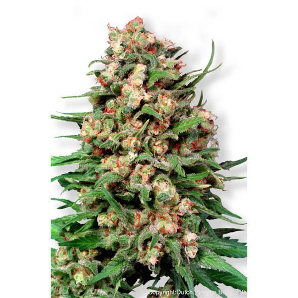 Skunk #1 regular de Dutch Passion