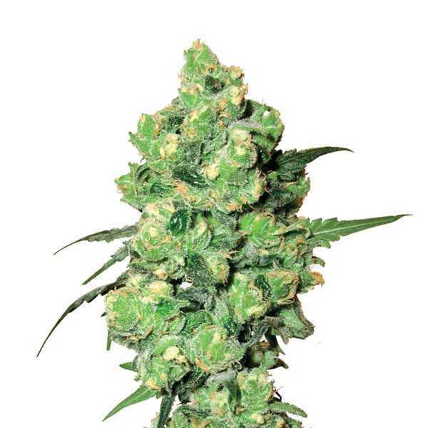 Skunk # regular de Nirvana