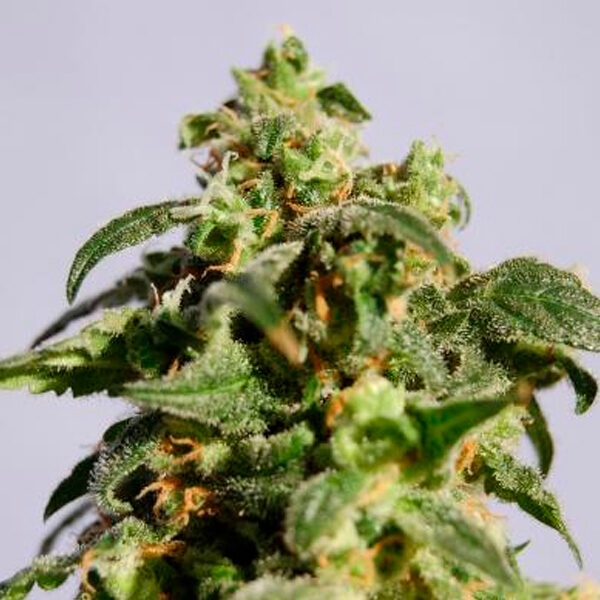 Skunk+ feminizada de Kannabia Seeds