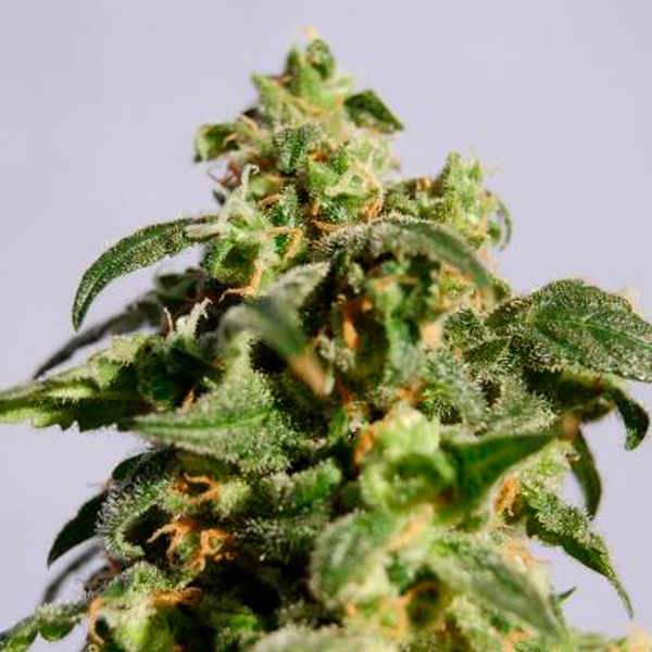 Skunk+ feminizada de Kannabia Seeds