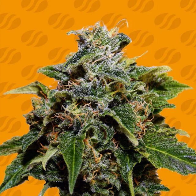 Skunk feminizada de Original Sensible Seeds