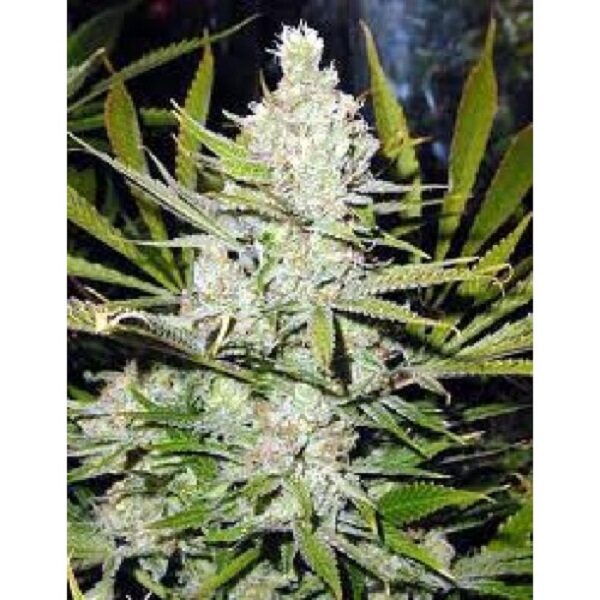 Skunk Haze regular de Mr. Nice