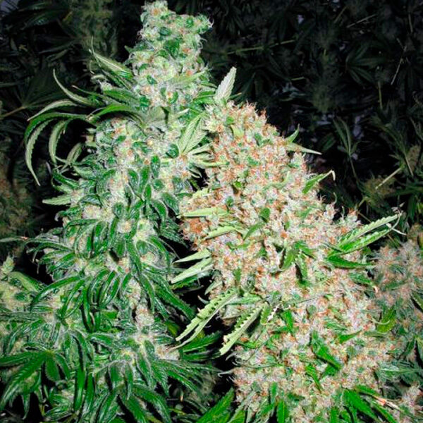 Skunk Special feminizada de Female Seeds