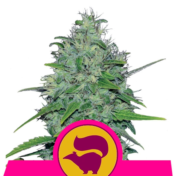 Skunk Xl feminizada de Royal Queen