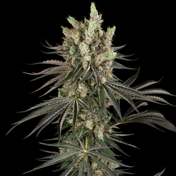 Slam Dank feminizada de Sensi Seeds Research