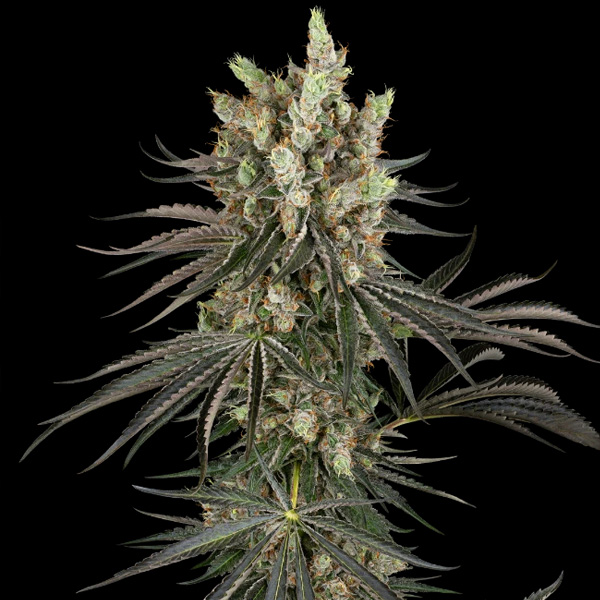 Slam Dank feminizada de Sensi Seeds Research