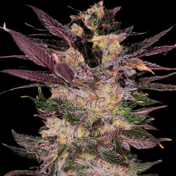Slapz feminizada de Empire Seeds Bank