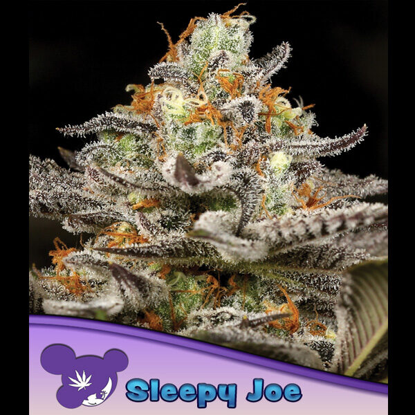 Sleepy Joe feminizada de Anesia Seeds