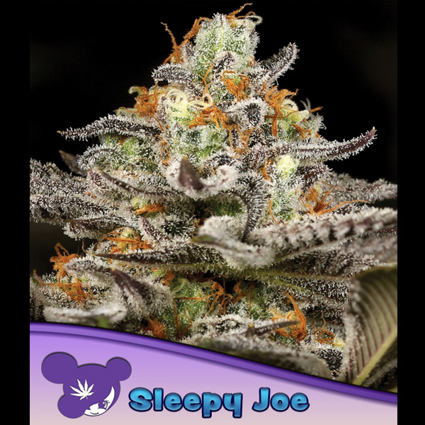 Sleepy Joe feminizada de Anesia Seeds