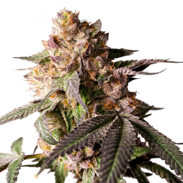 Slurricane Cookies feminizada de Dutch Passion