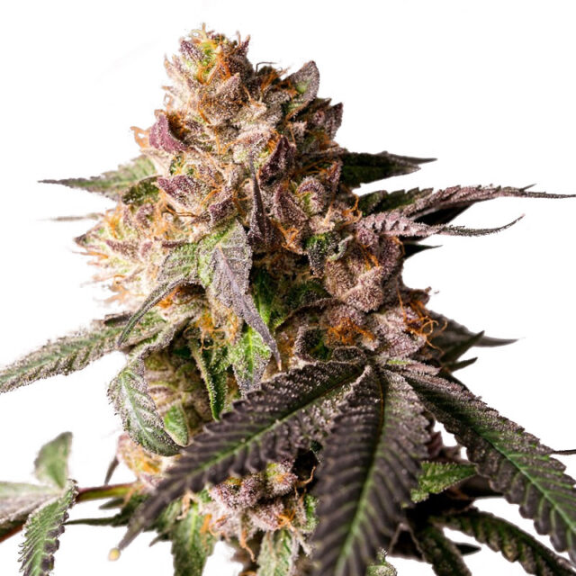 Slurricane Cookies feminizada de Dutch Passion