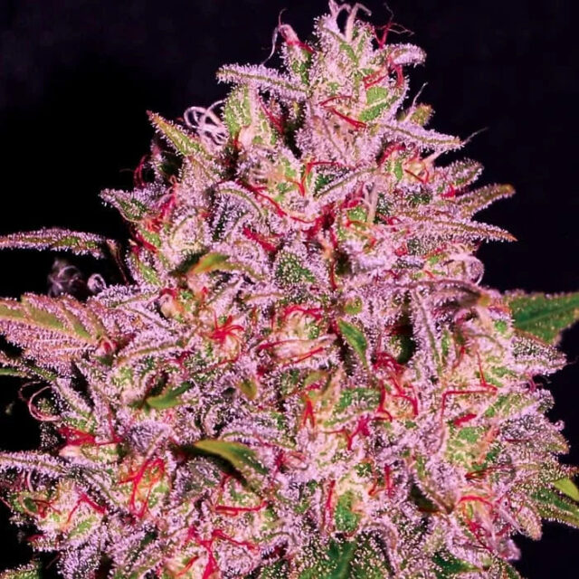 Slurty feminizada de Empire Seeds Bank
