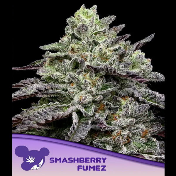 Smashberry Fumez feminizada de Anesia Seeds