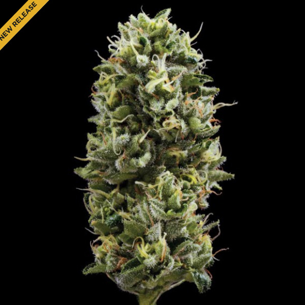 Snack Pack feminizada de Dna Genetics