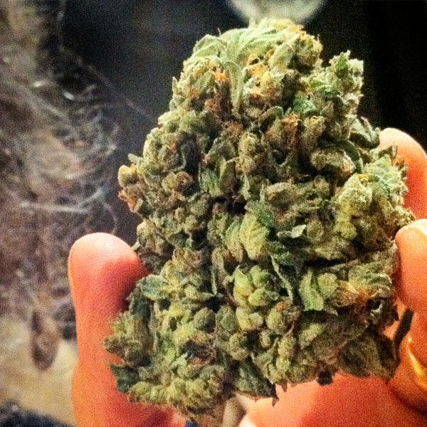 So G Kush feminizada de Soma Seeds