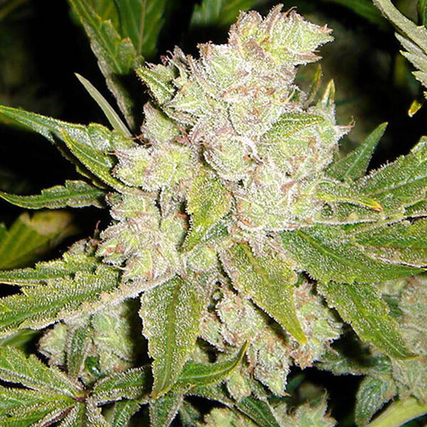 Sogouda feminizada de Soma Seeds