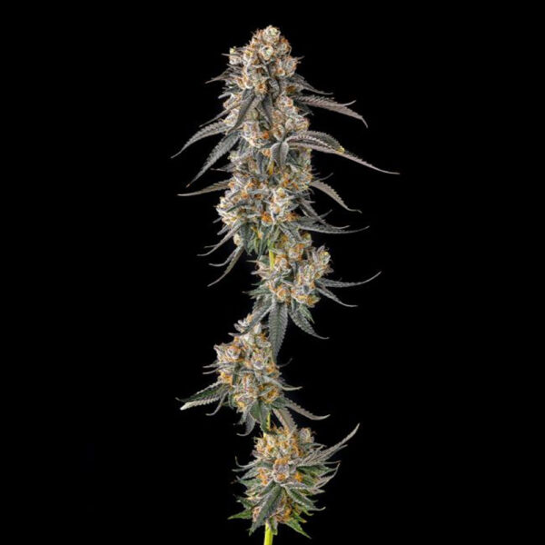 Solazo : Pinana X Black Ambers feminizada de Compound Genetics