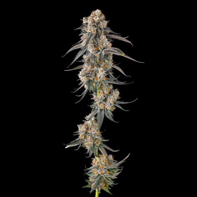 Solazo : Pinana X Black Ambers feminizada de Compound Genetics