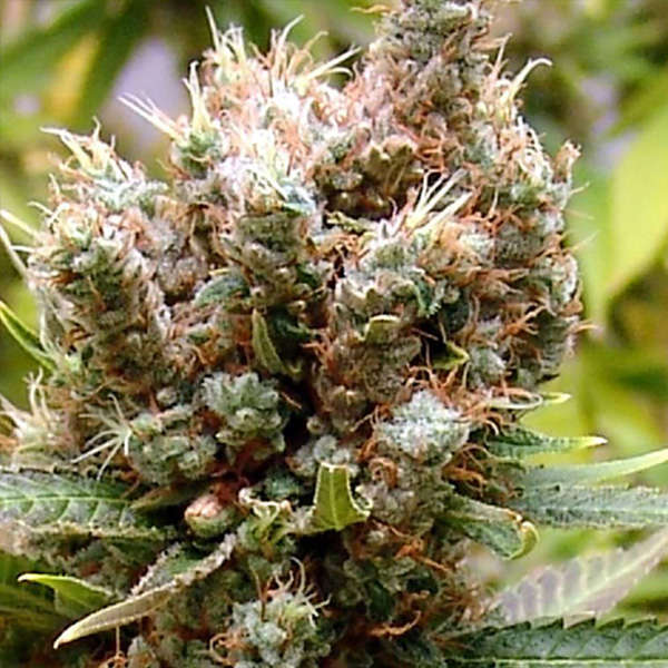 Somalicious feminizada de Soma Seeds