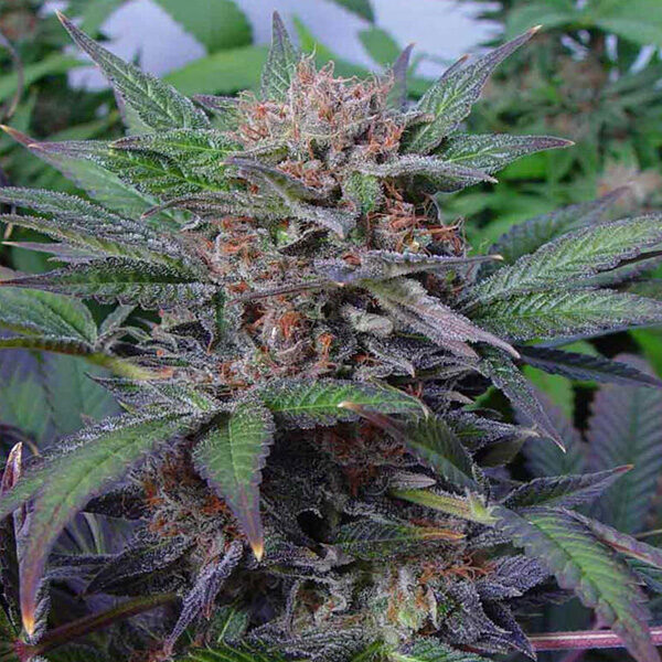 Somango feminizada de Soma Seeds
